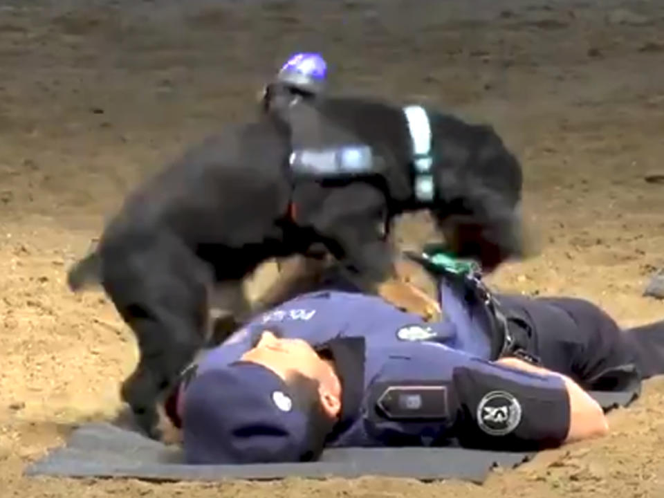 Der spanische Polizeihund Poncho möchte Menschenleben retten. (Bild-Copyright: policiademadrid/Twitter)