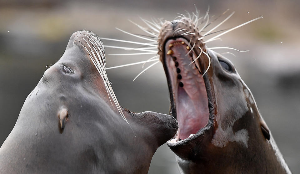 <p>Zwei Seelöwen im Zoo von Gelsenkirchen wetteifern, wer seinen Kiefer weiter ausrenken kann. Vermutlich warten die Tierchen schon begierig auf ihre nächste Fütterung. Und da können die Schwimmer ihre Mäuler bekanntlich gar nicht weit genug aufsperren. (Bild: AP Photos) </p>