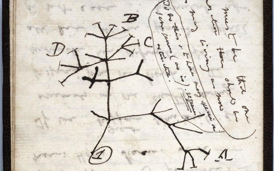 The 1837 Tree of Life sketch on a page from one of the lost notebooks of British scientist Charles Darwin