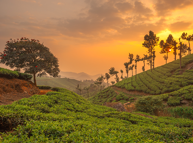 Tea Plantations of Munnar, India