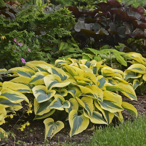 <p>Courtesy of <a href="https://www.gardencrossings.com/product/hosta-shadowland-autumn-frost-hostas/" data-component="link" data-source="inlineLink" data-type="externalLink" data-ordinal="1" rel="nofollow">Gardens Crossing</a></p>