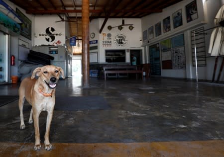 A dog is seen in the lobby at Pearl Divers, a diving school, at Unawatuna beach in Galle