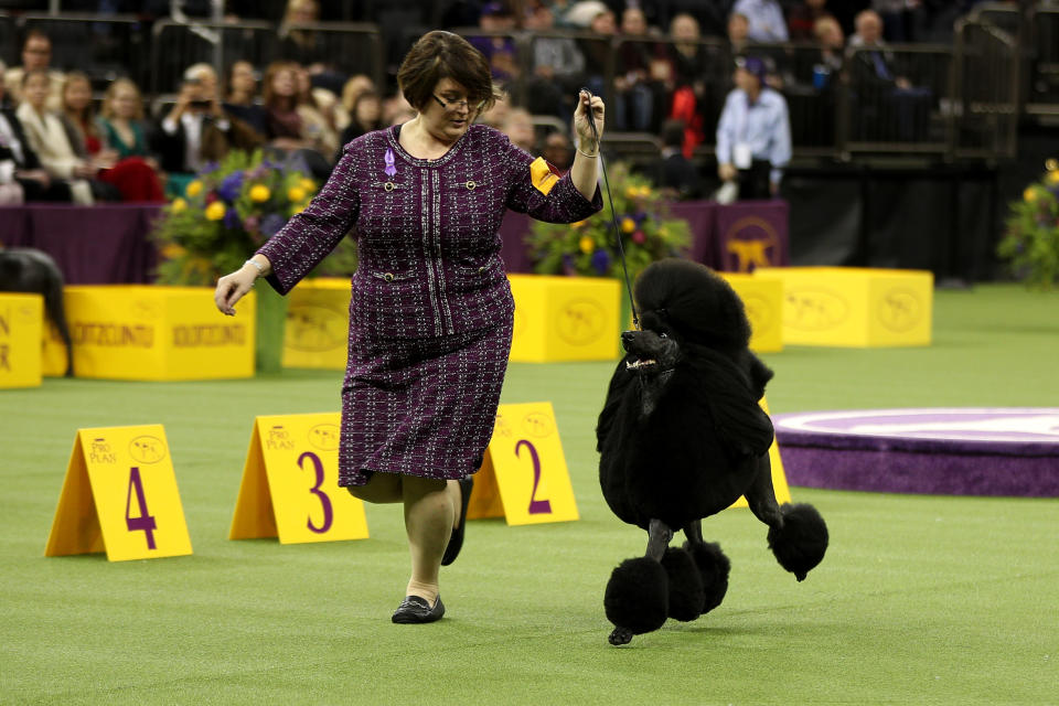 Siba the Standard Poodle took home top honors at the Westminster Kennel Club Dog Show on Tuesday night.