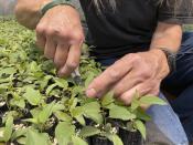 This May 18, 2022 image shows nursery manager Tammy Parsons thinning aspen seedlings at a greenhouse in Santa Fe, N.M. Parsons and her colleagues evacuated an invaluable collection of seeds and tens of thousands of seedlings from the New Mexico State University's Forestry Research Center in Mora, New Mexico, as the largest fire burning in the U.S. approached the facility. The aspen sprouts will be used for research planned by Utah State University. (AP Photo/Susan Montoya Bryan)