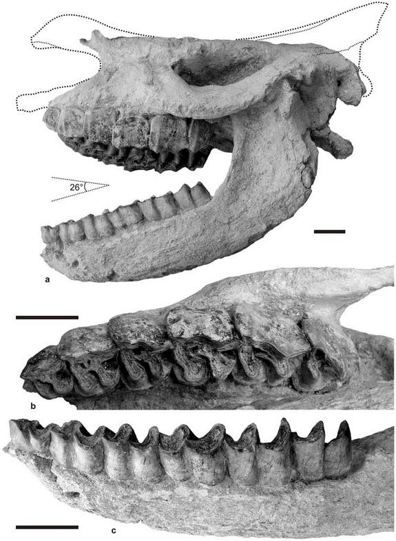 Here, the cranium and mandible of the rhino are shown as they may have appeared when the animal was alive some 9.2 million years ago.