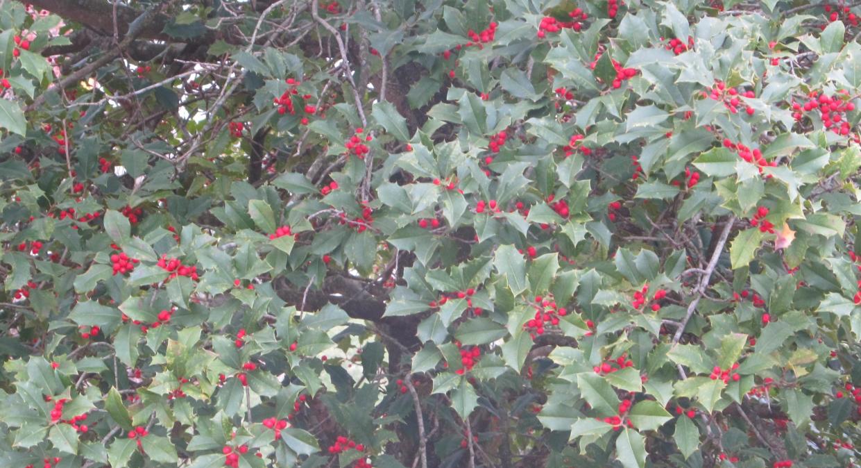 Mistletoe is said to represent romance, fertility and vitality. It has also been valued for its healing properties. The berries can be red, white or pinkish.