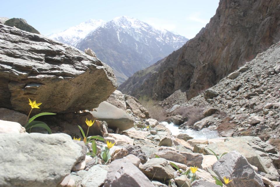 Wild tulips growing in the Darvoz region of Tajikistan in April 2022.