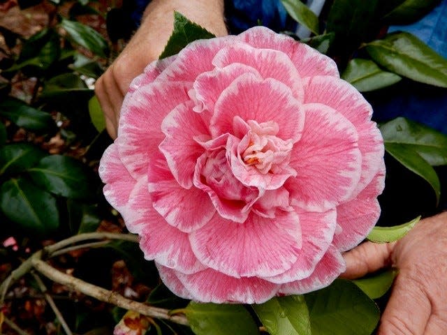 A Carter’s Sunburst Special camellia from Massee Lane’s Sun Trials garden. Notice how large the blossom is compared to the gentleman’s hands that are holding it.
