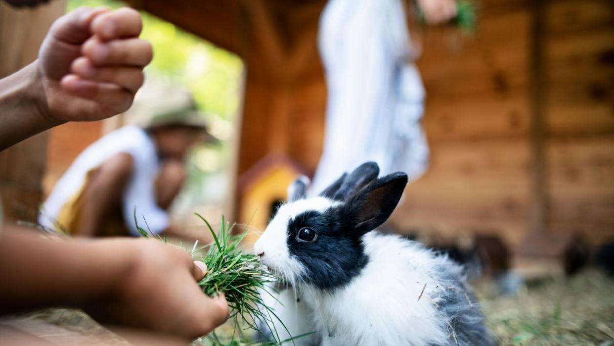 Rabbit eating grass from owner