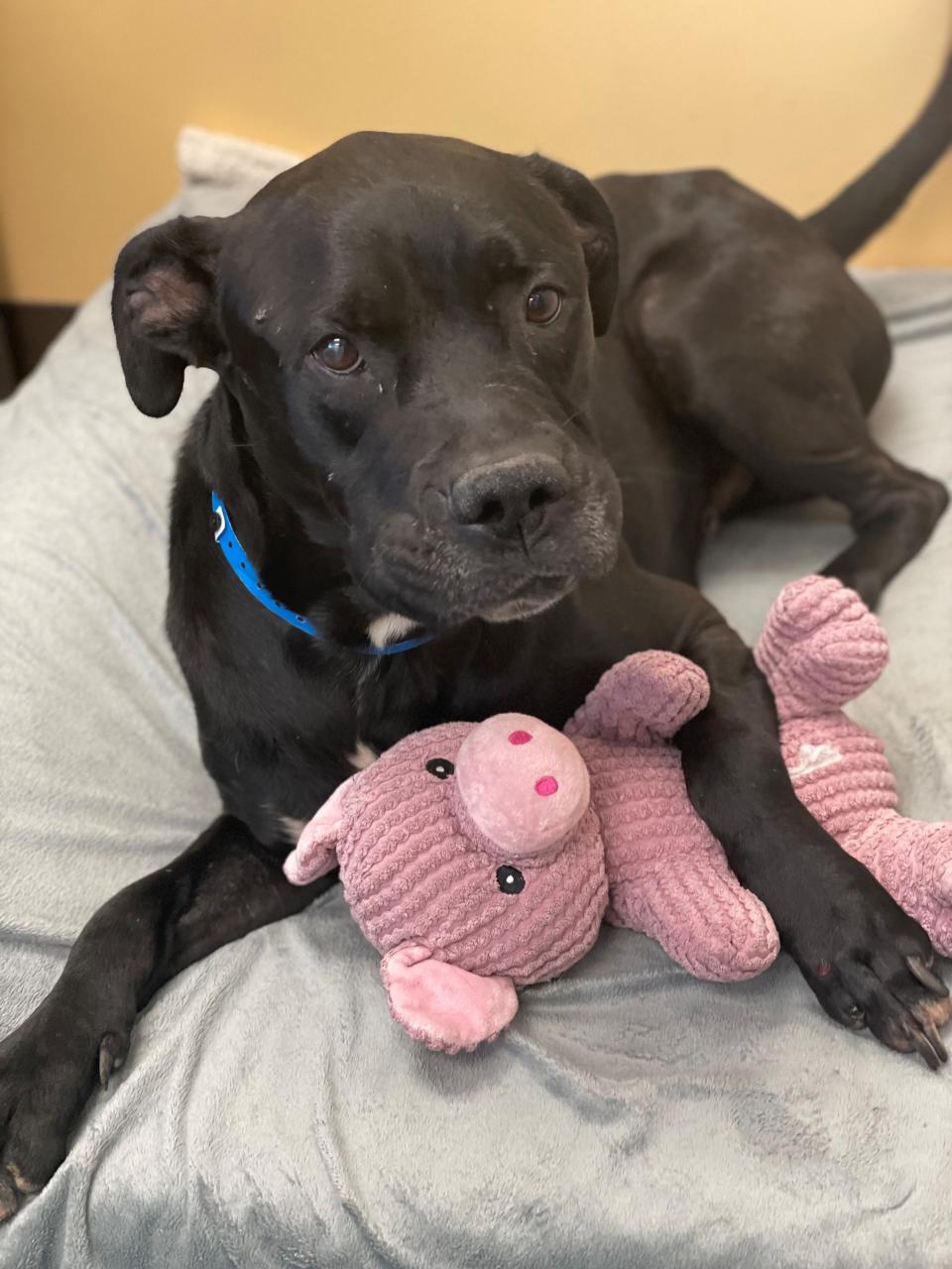 Strut, a six-year old dog, has been sitting at the Memphis Animal Shelter since May 24. A 72-pound dog who is housetrained, heartworm negative and great with other dogs and kids, Strut has been living in shelter director Alexis Pugh's office.