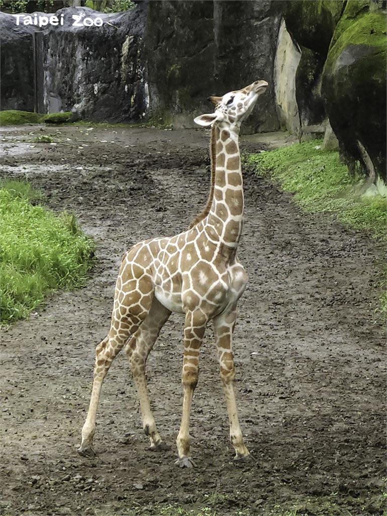 超萌！動物園長頸鹿寶寶見客初體驗　與斑馬室友嬉戲打鬧