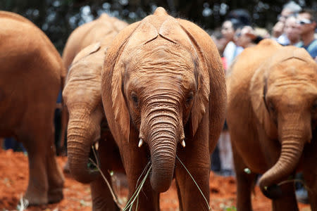 Orphaned baby elephants are seen after being bottle-fed, at the David Sheldrick Elephant Orphanage near Nairobi, Kenya October 2, 2018. REUTERS/Baz Ratner