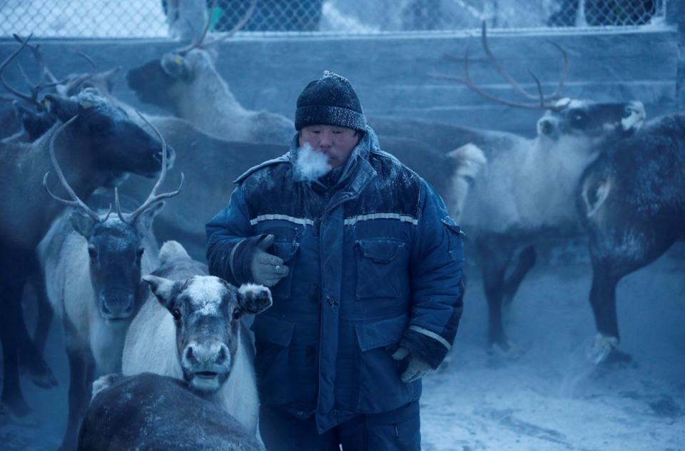 Pastoreo de renos en la remota región ártica de Rusia