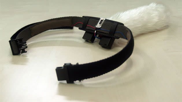 A belt with sensors to monitor a person's heart rate is used to make the tail move. Source: Kickstarter.com