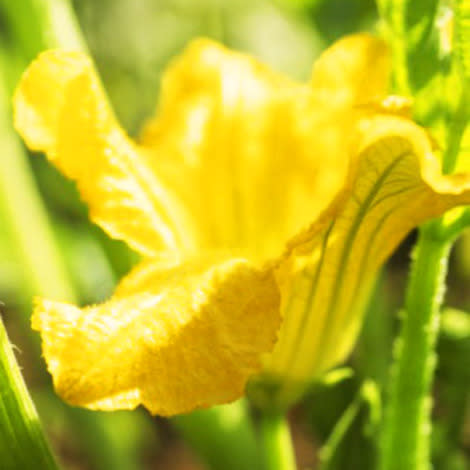 Squash Blossoms