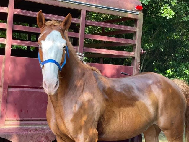 FILE - Patches, a 9-year-old horse, was shot and killed in a drive-by shooting on Jan. 8. Children were petting the horse when the shooting occurred.