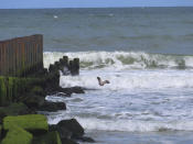 A seagull flies above the waves on Thursday, April 25, 2024, in Long Beach Township, N.J. Government supporters of offshore wind energy projects in New Jersey and New York are trading blows with opponents in some shore towns who say many vacationers and local residents don't want to see turbines filling the ocean horizon. (AP Photo/Wayne Parry)