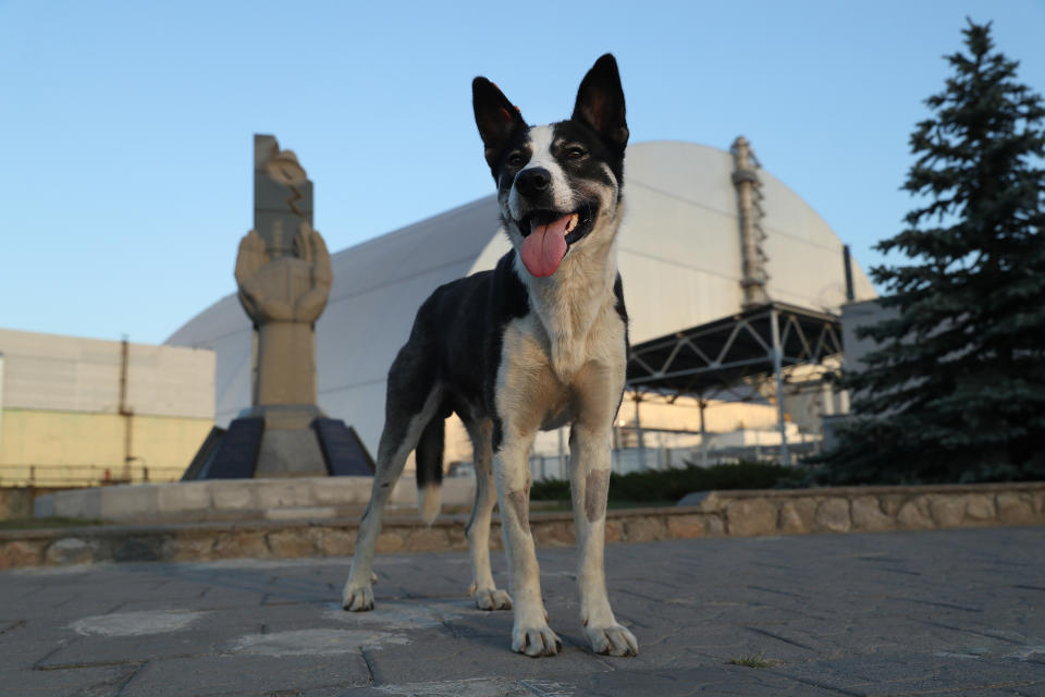 <p>A stray dog stands at a monument outside the new, giant enclosure that covers devastated reactor number four at the Chernobyl nuclear power plant on Aug. 18, 2017, near Chernobyl, Ukraine. (Photo: Sean Gallup/Getty Images) </p>