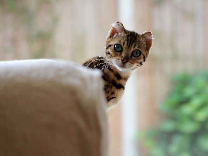 Lily, un chat de 7 mois, photographié par Amelia Robinson, 13 ans.