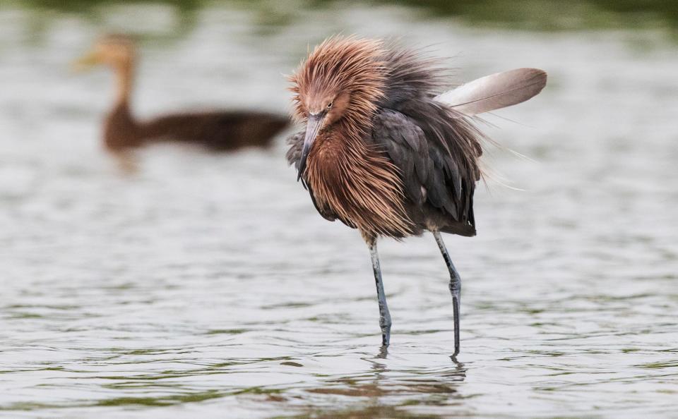 A reddish egret wtih a rogue feather that is about to fall out feeds in the Little Estero Critical Wildlife Area on the south end of Fort Myers Beach on Wednesday, July 28, 2021. 