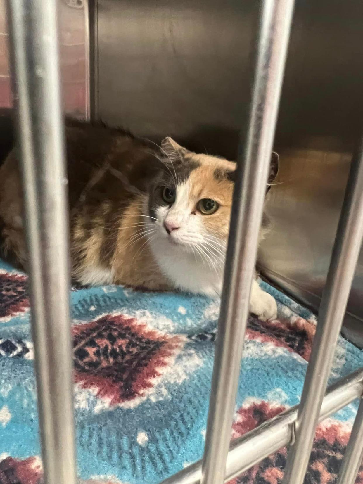 Pickles the Cat is safe and back in Fort Walton Beach. After vitriolic comments on social media, Pickles may not be safe living at Publix anymore.