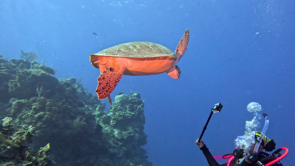 Black Marine Biologist