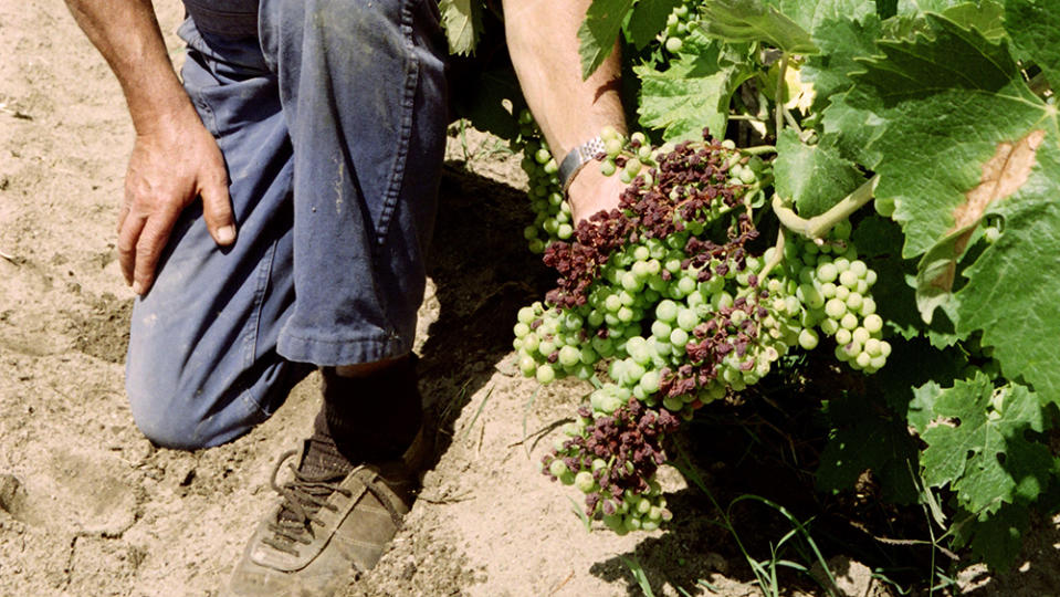 A winemaker from Bordeaux shows clusters of grapes burnt by the heat wave and drought. - Credit: Getty