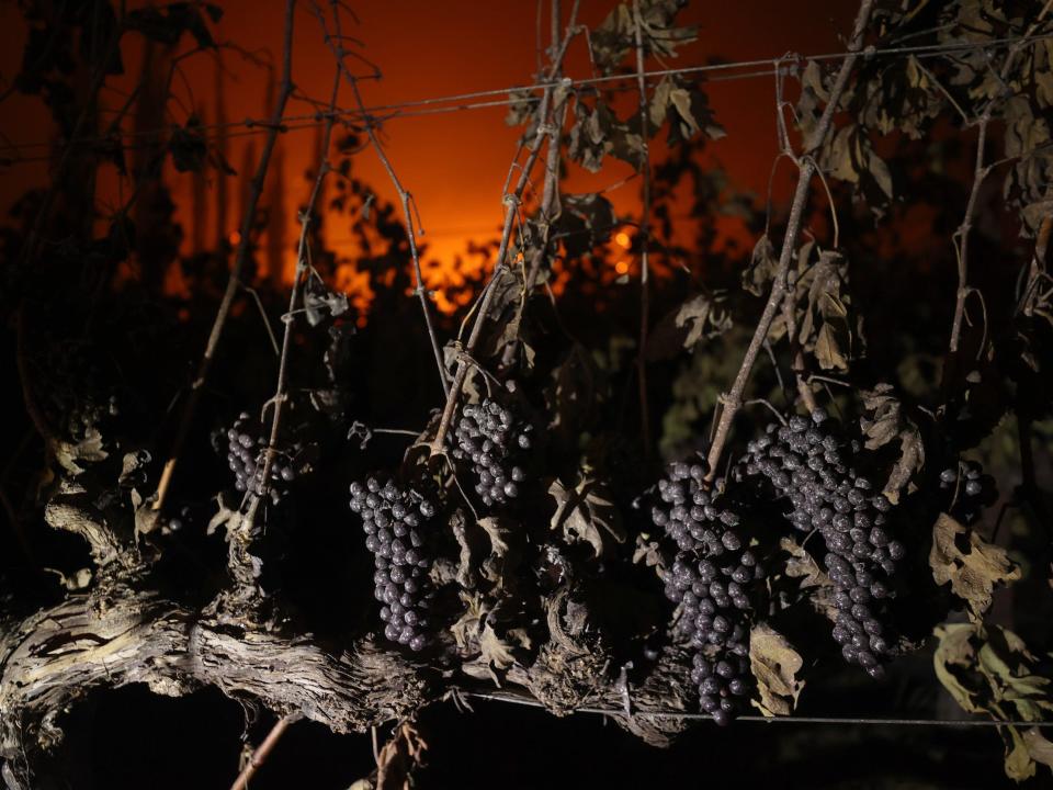 Grapes hang from a vine at Chateau Boswell Winery burns as the Glass Fire moves through the area on September 27, 2020 in St. Helena, California. The fast moving Glass fire has burned over 1,000 acres and has destroyed homes. Much of Northern California is under a red flag warning for high fire danger through Monday evening.