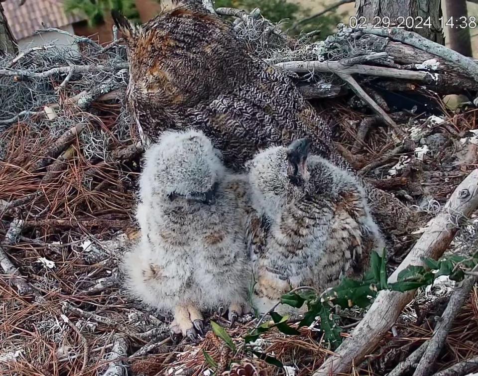Owlets, HH5 and HH6, huddled together in the Raptor CAM nest on Hilton Head Island on Sunday, March 3, 2024.
