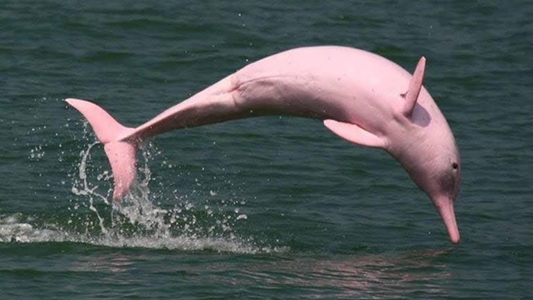 El avistamiento encendió las alarmas de los expertos debido a que los delfines rosados sólo habitan en aguas dulces