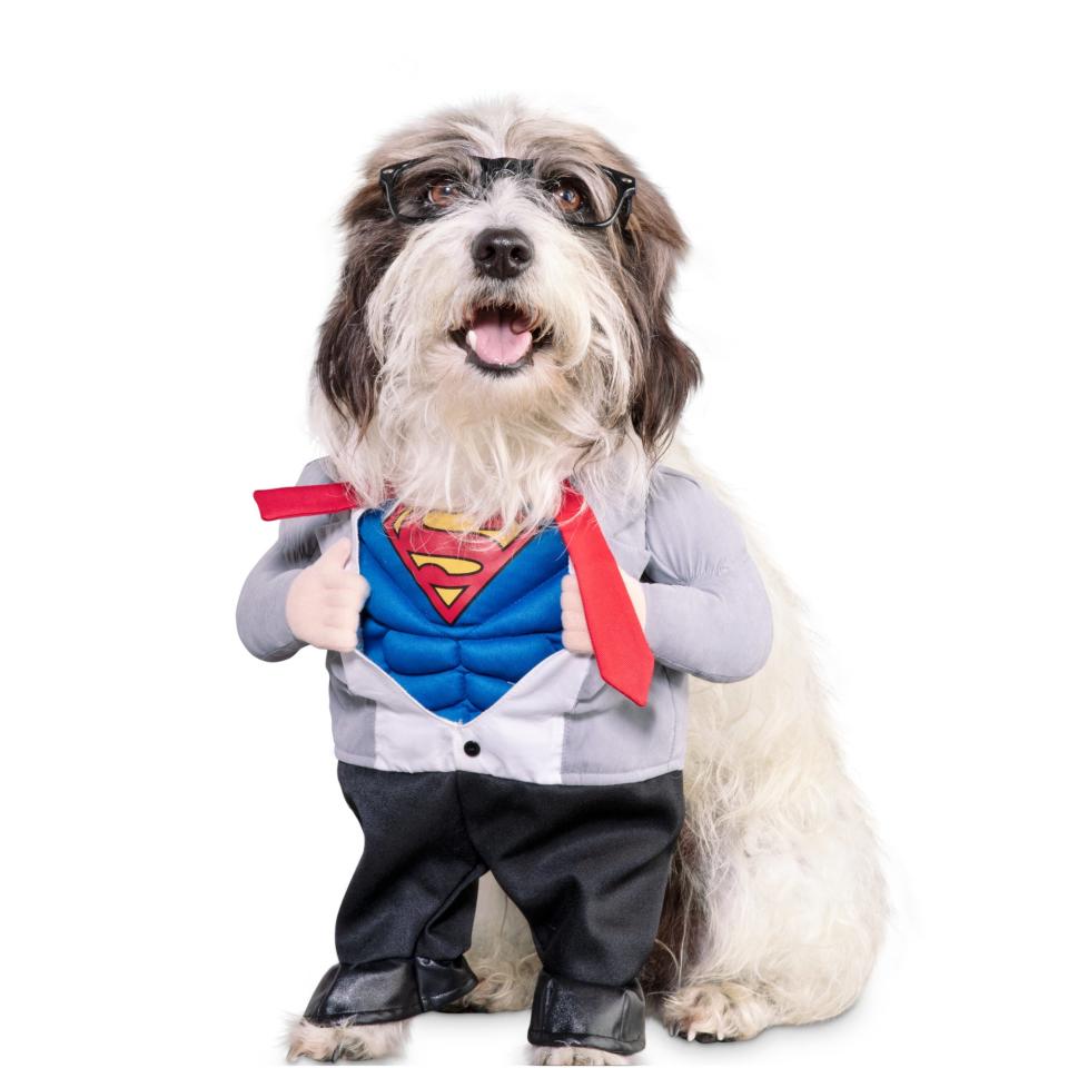 DC Justice League Superman Illusion Dog Suit