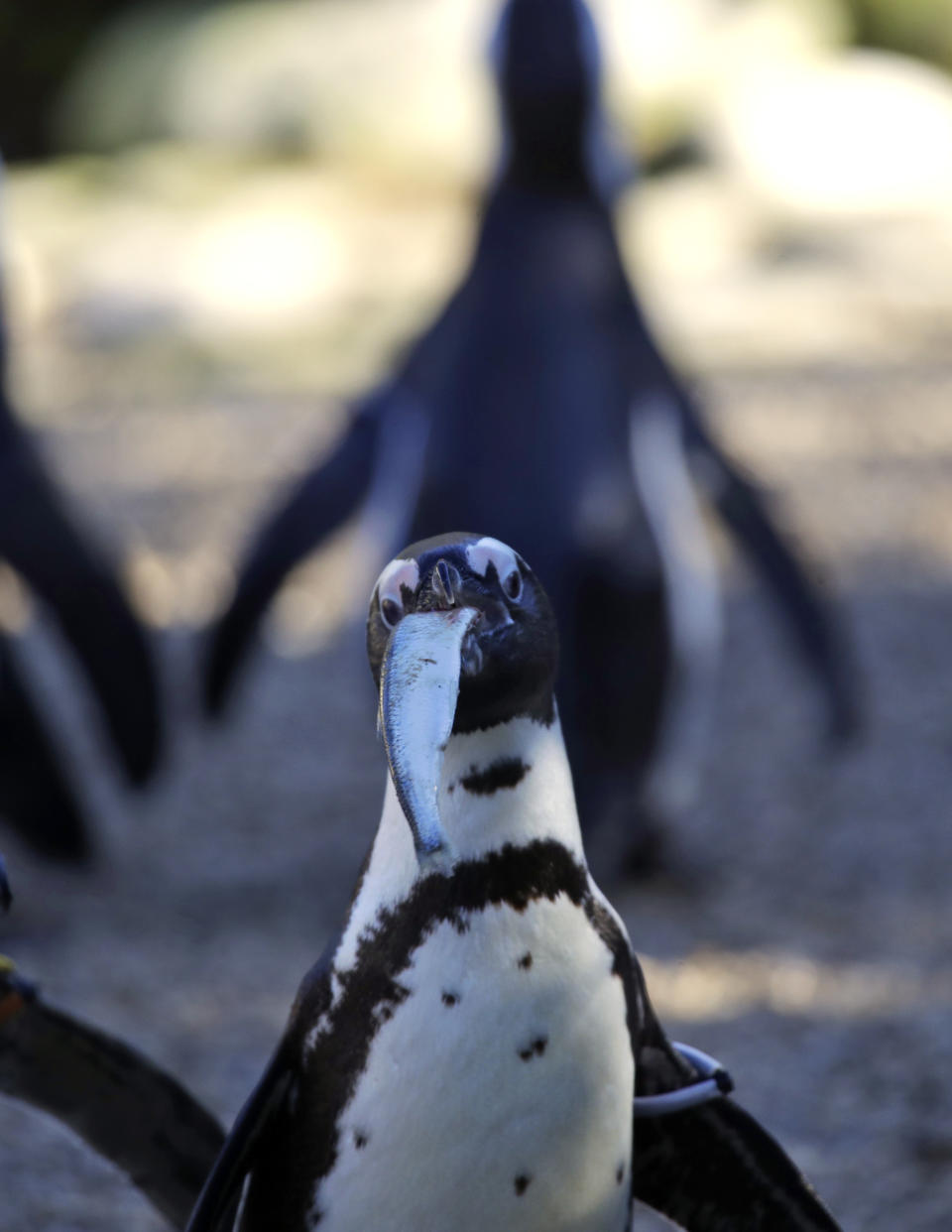 A Jackass penguin is fed with fish during the presentation to journalists of this endangered specie at the Rome's zoo, Thursday, Dec. 27, 2018. (AP Photo/Alessandra Tarantino)