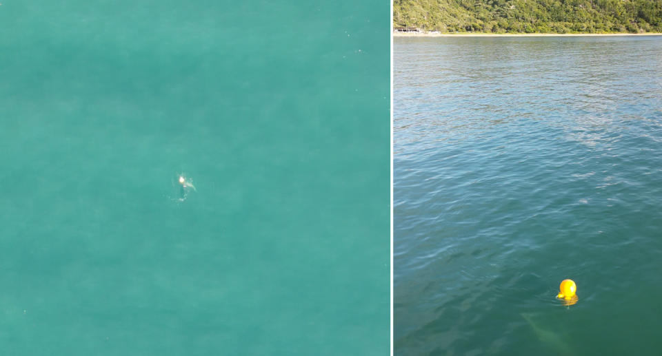 The tawny nurse shark caught on the baited drumline off Nelly Bay on Queensland’s Magnetic Island. 