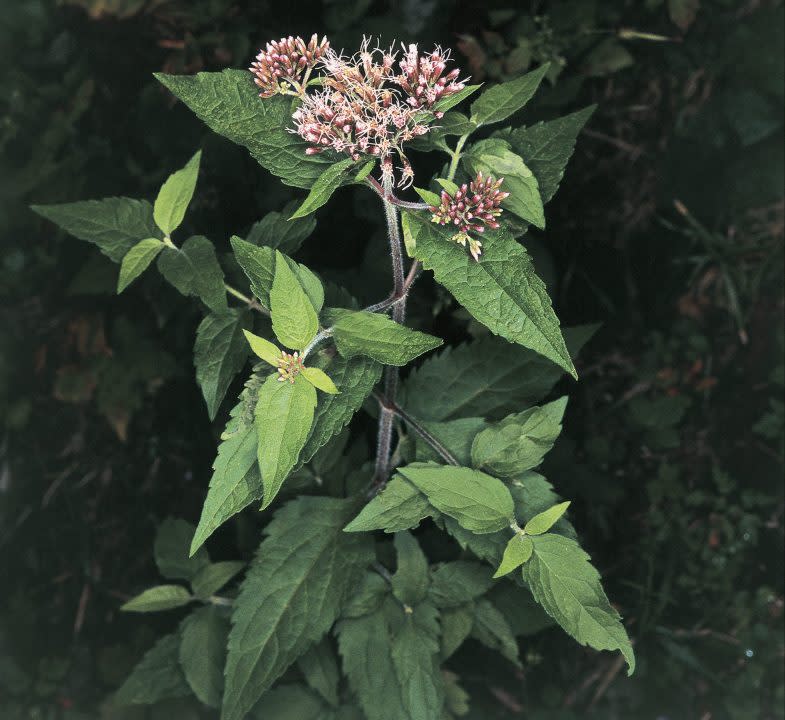 Hemp agrimony in bloom. (Photo courtesy DEA via Getty Images)