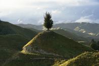 <p>A lone tree stands upon a hilltop in Wanganui, New Zealand // 1996</p>