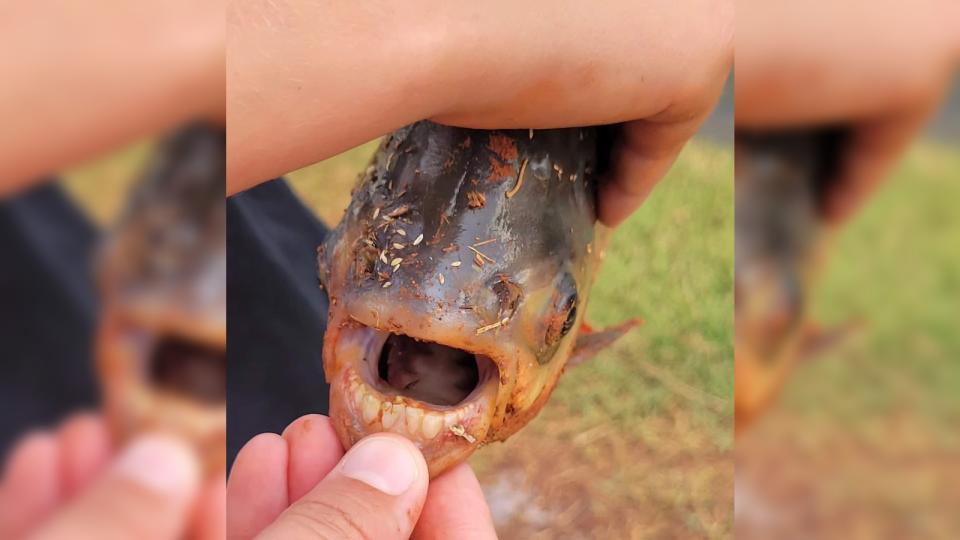 A fish with grey and orange scales, with its mouth wide open exposing a row of human-looking teeth