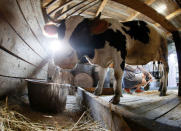 Natalia Kurochkina milks a cow at her family dairy and cheese farm in the Siberian village of Sizaya, south of Krasnoyarsk, Russia August 8, 2018. REUTERS/Ilya Naymushin