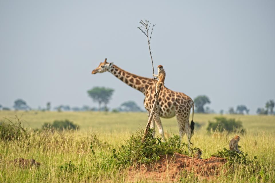 A monkey rids on the back of a giraffe.