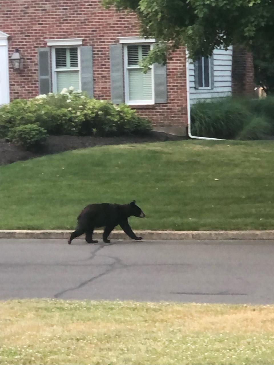 This photo of a young black bear was snapped early Wednesday wandering near Meadview Drive and Route 321.  Upper Makefield police have received seven bear reports since Monday.