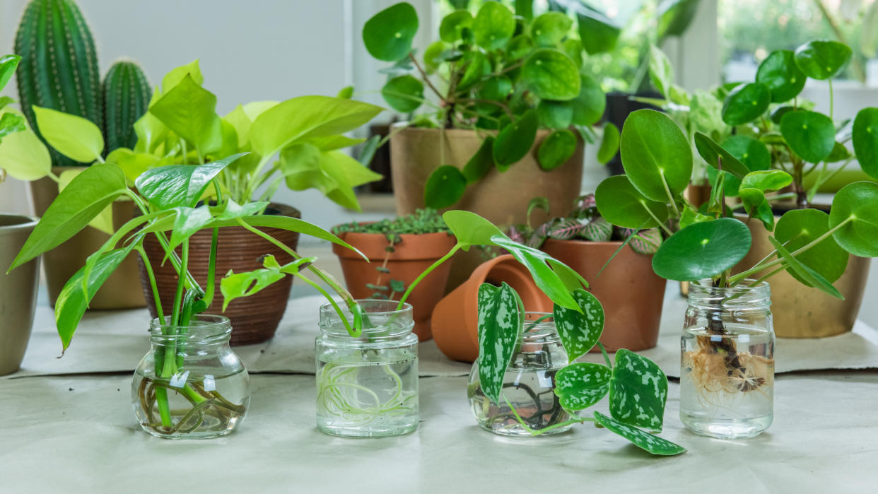  Large group of plant cuttings in glass vases. 