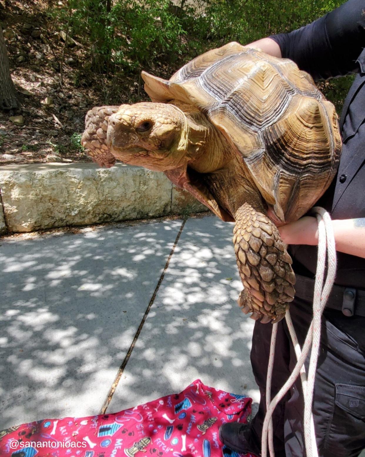 San Antonio Animal Care Services Tortoise