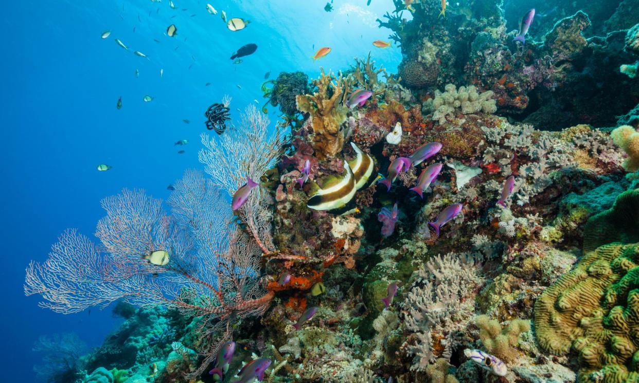 <span>The Great Barrier Reef in Australia is one of the worst affected sites for coral bleaching.</span><span>Photograph: WaterFrame/Alamy</span>