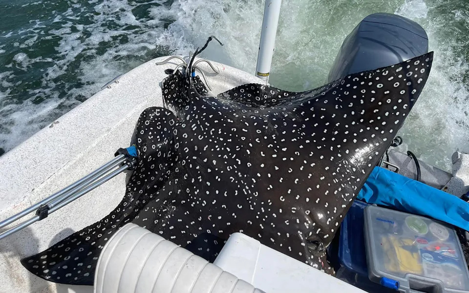 Rare spotted eagle ray in boat