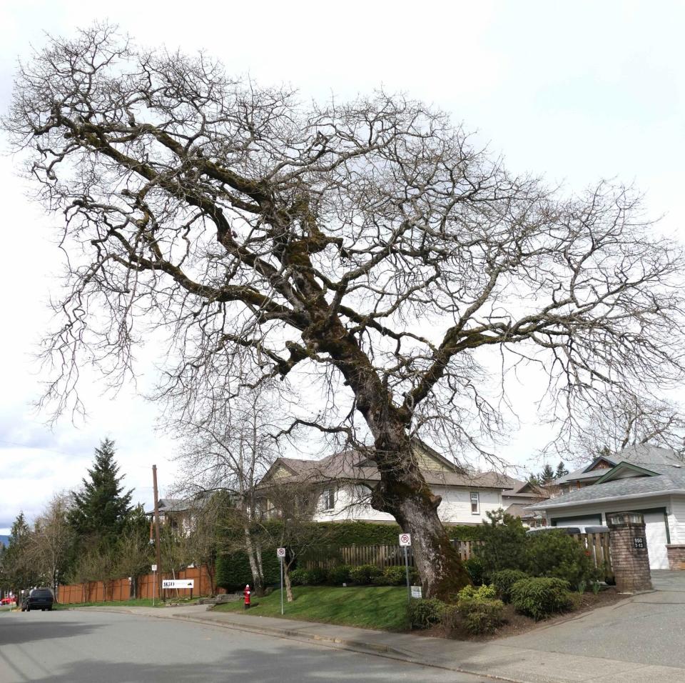 Tree number 23, a Garry oak on Braidwood Road in Courtenay during the winter. Photo Courtesy of Comox Valley Nature