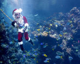 Nanu, was macht der Weihnachtsmann denn im Aquarium? In Kalifornien verbreitet er eben nicht nur bei den Besuchern, sondern auch bei den Fischen festliche Stimmung. (Bild: Getty Images)