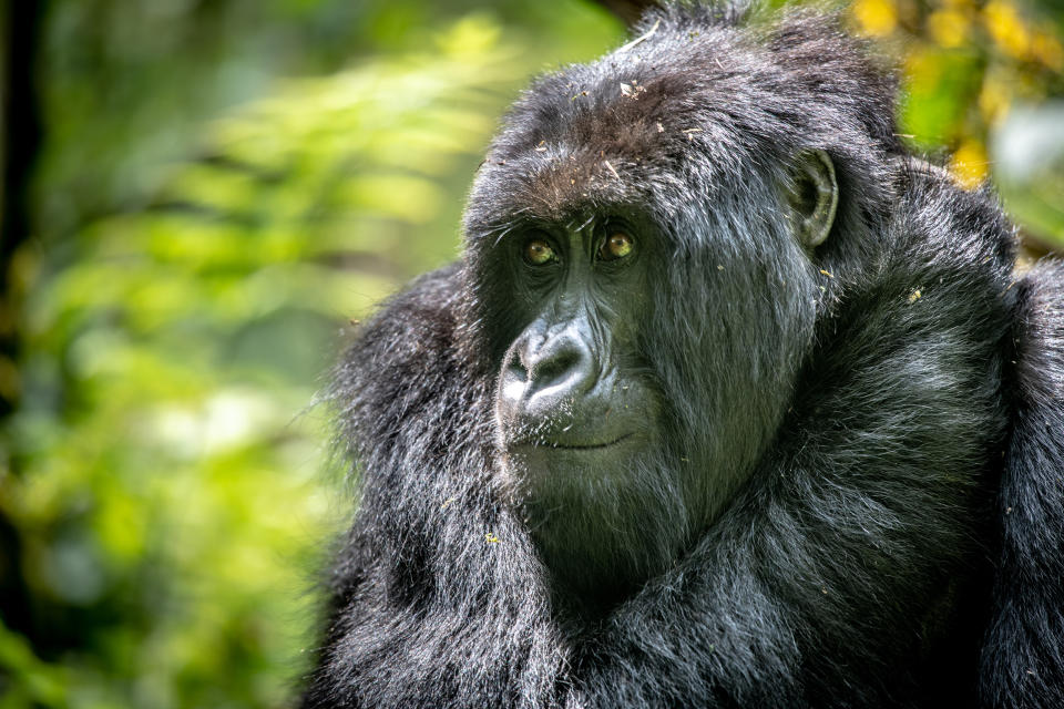 Mountain gorillas, like this one, are endangered species and according to the Associated Press, also at risk of contracting the coronavirus.