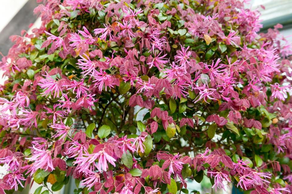 A large bush of pink fringe flowers with red and green leaves in front of a house.