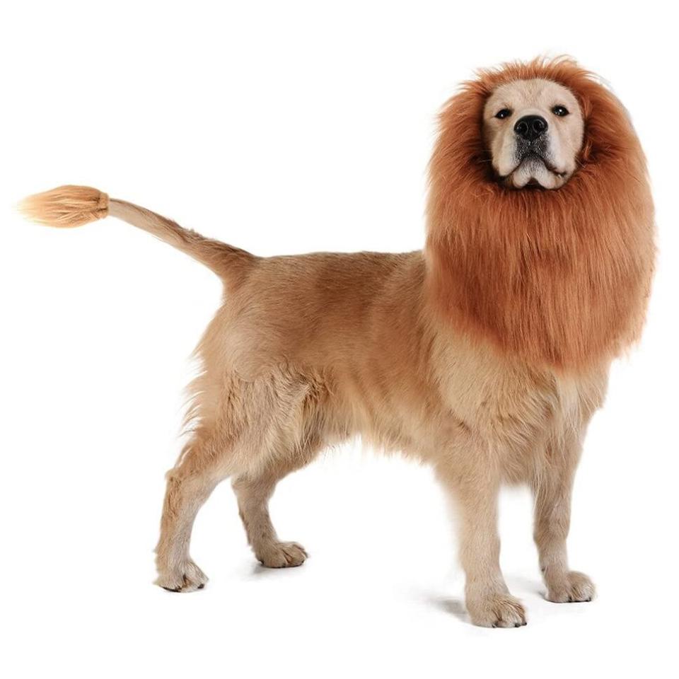 Dog wearing a Tomsenn Dog Lion Mane on. white background