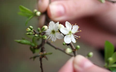 Blackthorn can be propagated now to make a hedge - Credit: Christopher Pledger