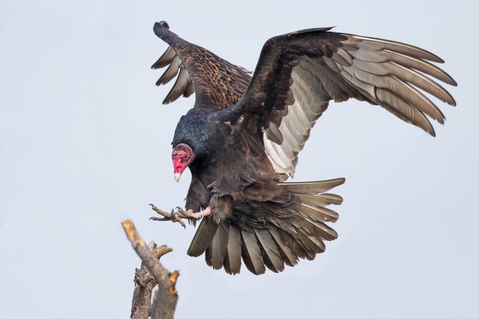 Turkey Vulture